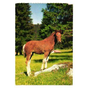 Vintage Edition Korsch Postcard Brown Foal Horse Pasture Munich West Germany
